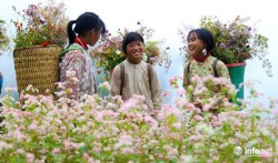 Lên Hà Giang, đừng quên đến 5 địa điểm ngắm hoa tam giác mạch đẹp nhất mùa này - Len Ha Giang, dung quen den 5 dia diem ngam hoa tam giac mach dep nhat mua nay